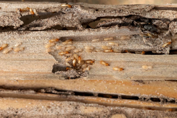 Best Residential Pest Control  in Trinidad, CO
