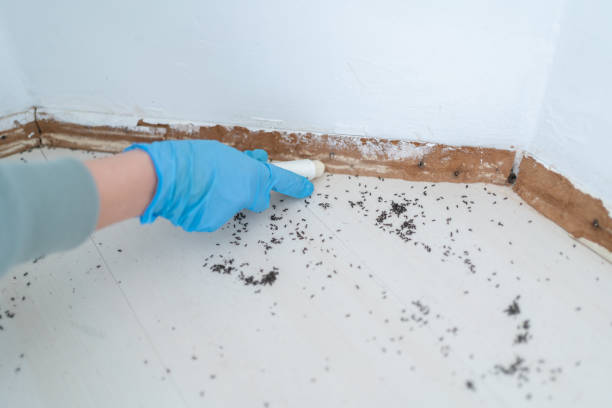 Best Flea Control Services  in Trinidad, CO