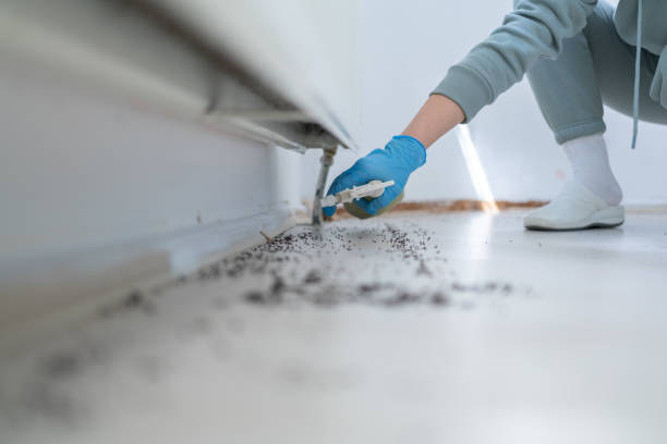 Best Wasp Removal Services  in Trinidad, CO